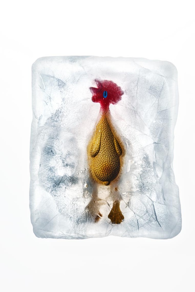 Pollo (Chicken) - 2019
Tiratura variabi1e 1/7
stampa su carta matte


Limited edition 1/7
printed on matte paper