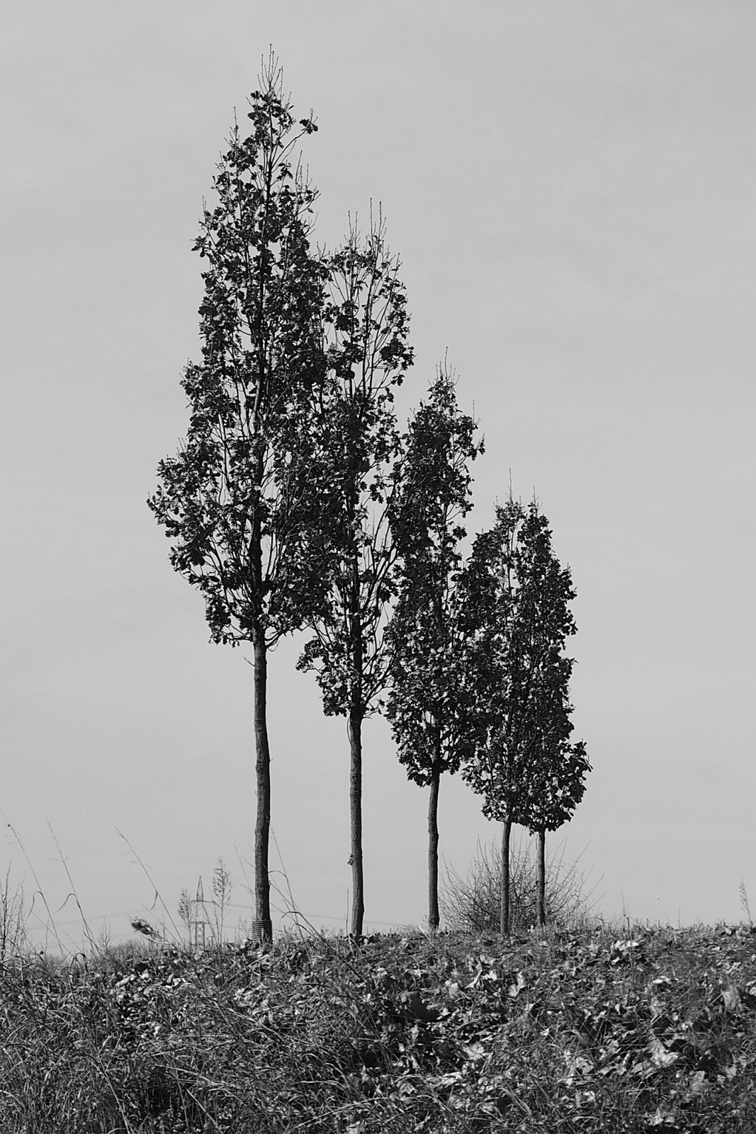 alberi solitari